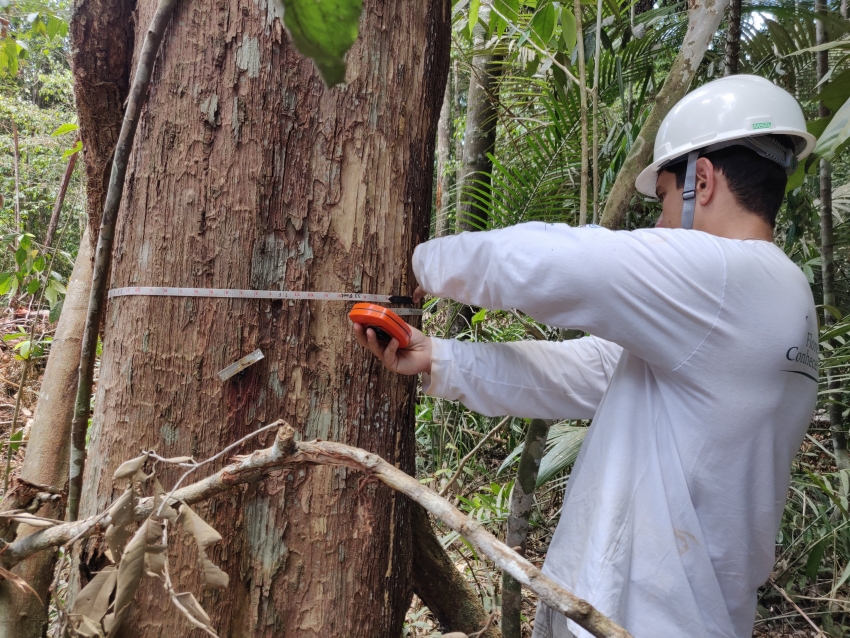 Concessão florestal é uma das soluções para combater o desmatamento ilegal no país